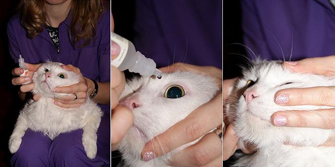 Как и чем можно промыть глаза взрослой кошке или котёнку?