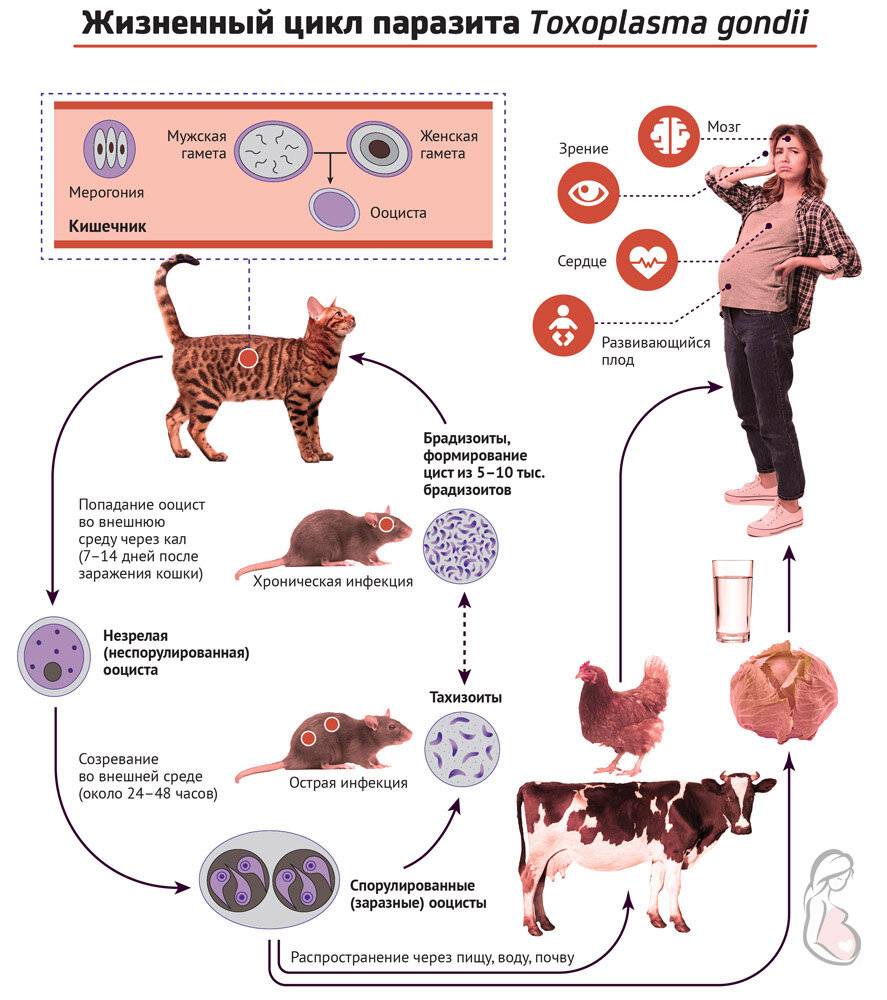 Токсоплазмоз у кошек: симптомы, лечение, профилактика