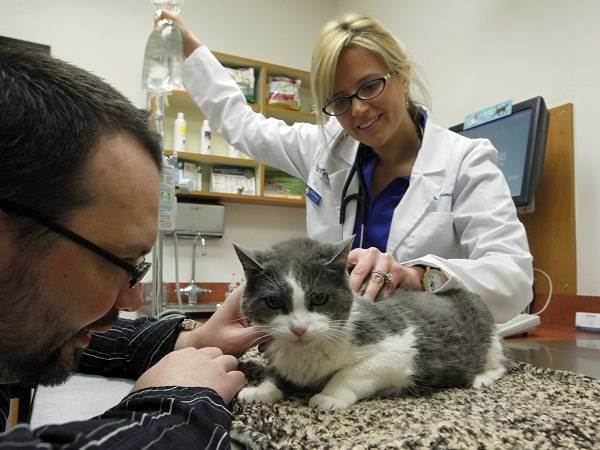 Лечение ушиба почек у кошек
