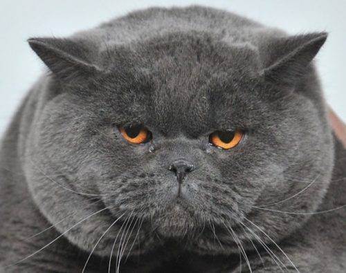 Характер британских кошек (37 фото): описание породы, особенности поведения, привычки, повадки, достоинства и недостатки британских котов