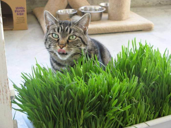 Как вырастить траву для кошек