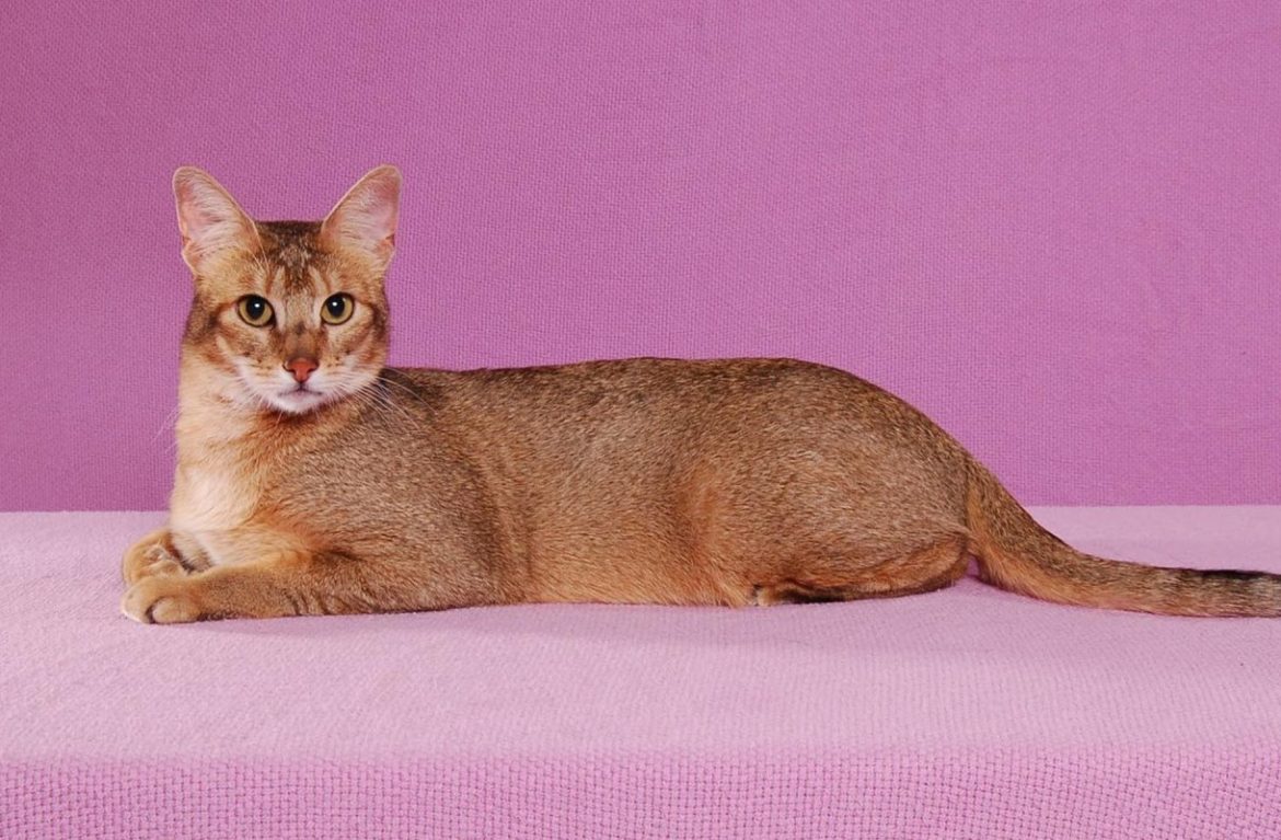Своенравный и грациозный камышовый кот