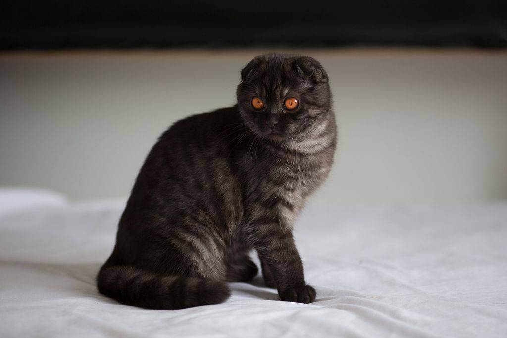 Скоттиш фолд — описание породы, характер и варианты окраса породистых шотландских вислоухих кошек (135 фото)