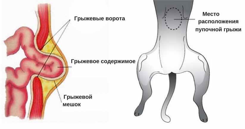 Пупочная грыжа у котенка: симптомы, лечение, операция