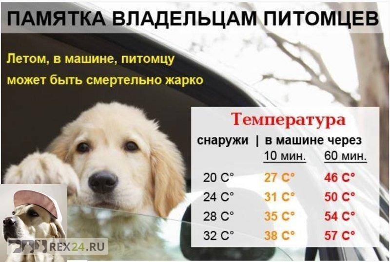 Temperatura de los perros