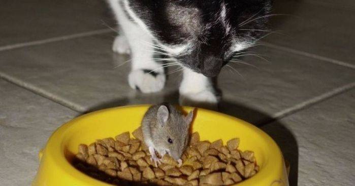 Чем лечить кошку при отравлении крысиным ядом