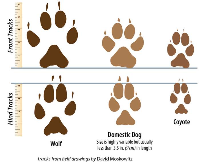 Собачьи и волчьи следы. характеристика следов животных: собаки, росомахи и ласки