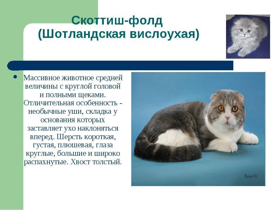 Кошка британская вислоухая, описание породы