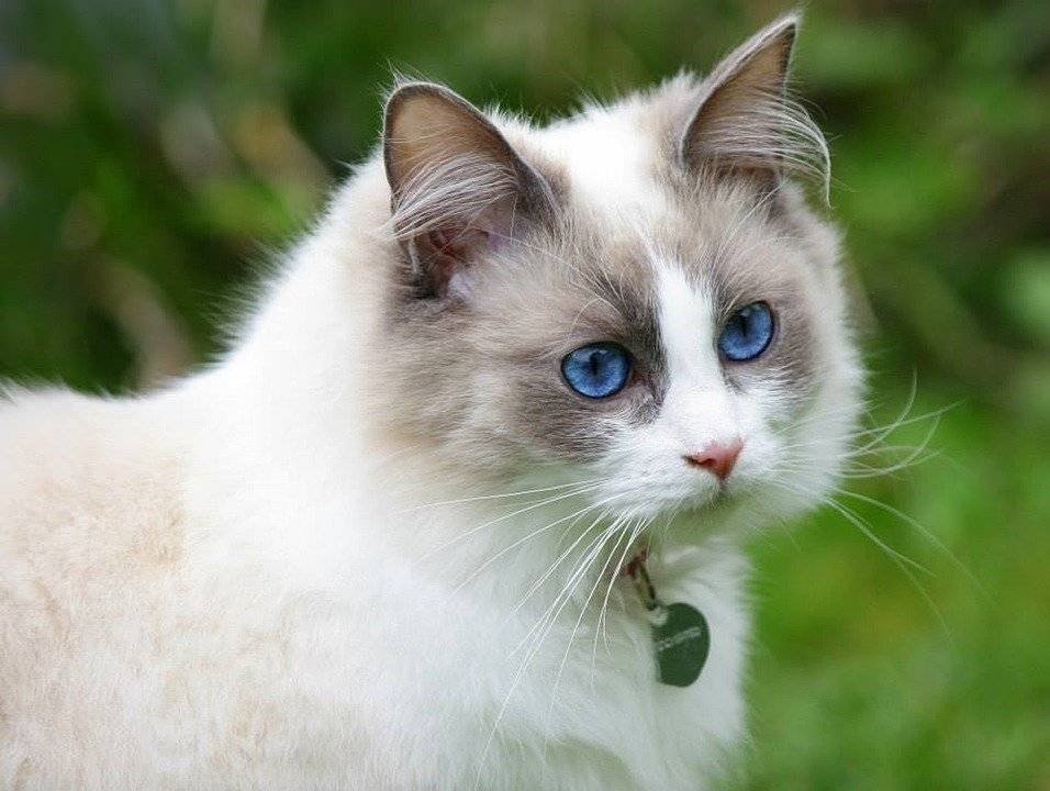 Глаза цвета янтаря: у каких пород кошек встречаются желтые глаза?