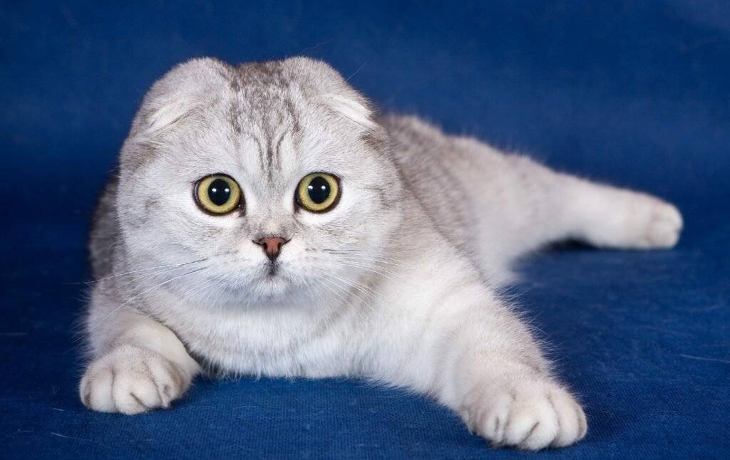 Хайленд-фолд – очаровательная вислоухая кошка с длинной шубкой родом из шотландии