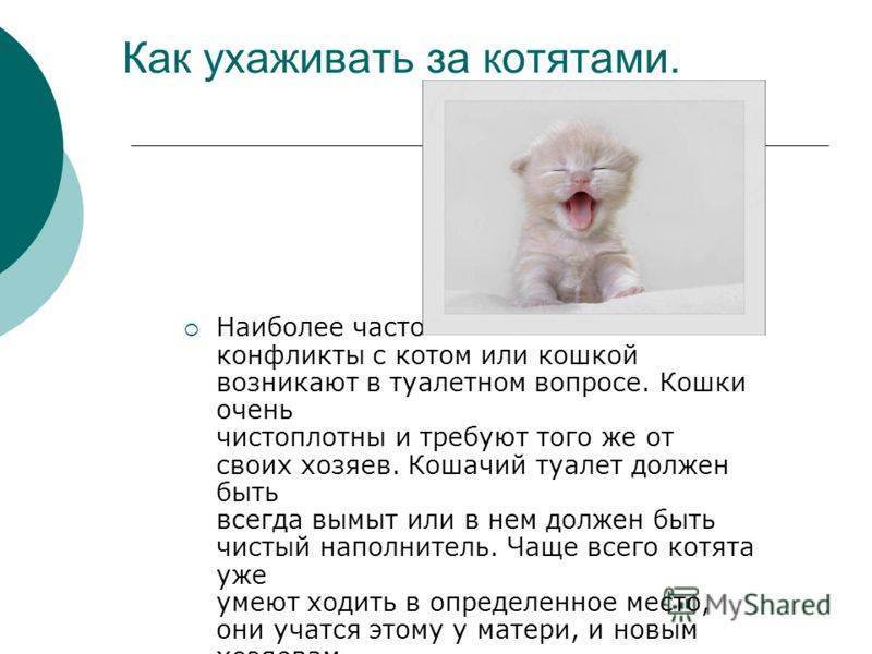 Как ухаживать за котенком: 135 фото и видео примеры ухода за котенком. советы заводчиков и ветеринаров