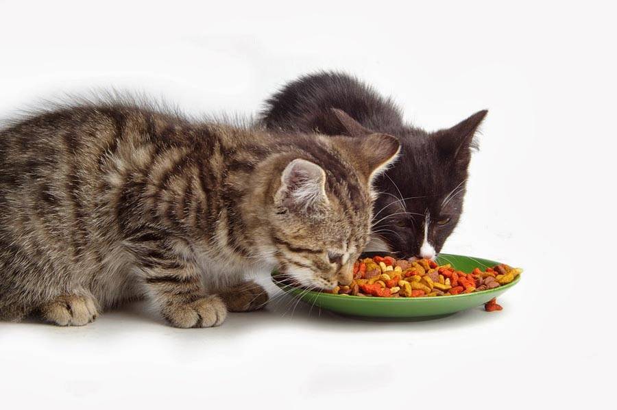 Советы владельцам котят - можно ли кормить котенка взрослым кормом?