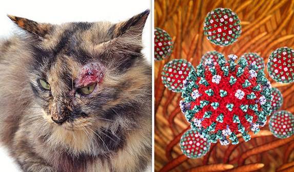 Панлейкопения кошек | чумка, вирусный энтерит (парвовирус) - признаки, симптомы, передается ли парвовирусная инфекция и как, прививка, лечение