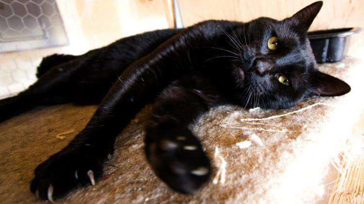 Черный кот (кошка) в доме, перебежала дорогу, сбили: приметы – хорошо или плохо