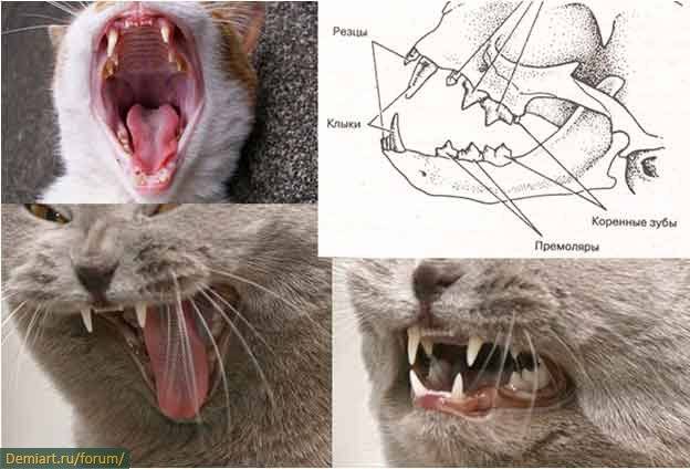 Сколько зубов у взрослой кошки или кота