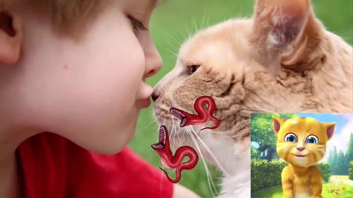Можно ли целовать кошек в нос