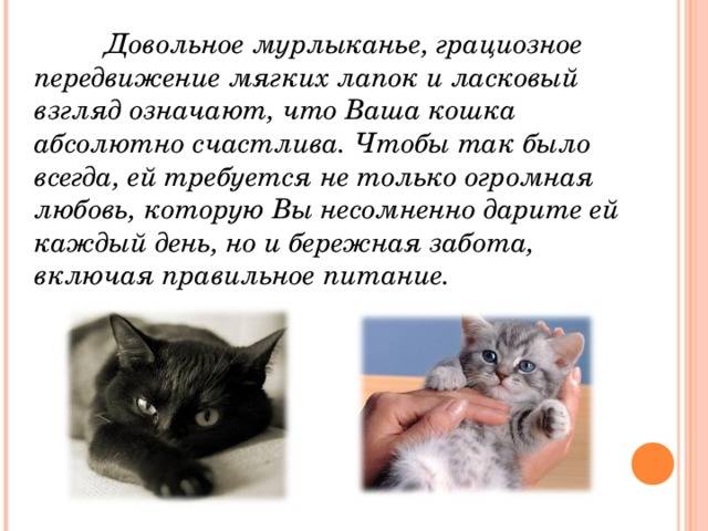 Основные способы приручения кошки к рукам и ласке, варианты с разными породами