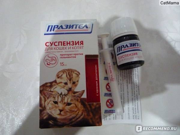 Суспензия и капли на холку от глистов для кошек: обзор и правила применения препаратов