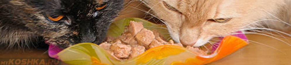 Почему кошку рвет после еды: физиологические и патологические причины, что делать, первая помощь