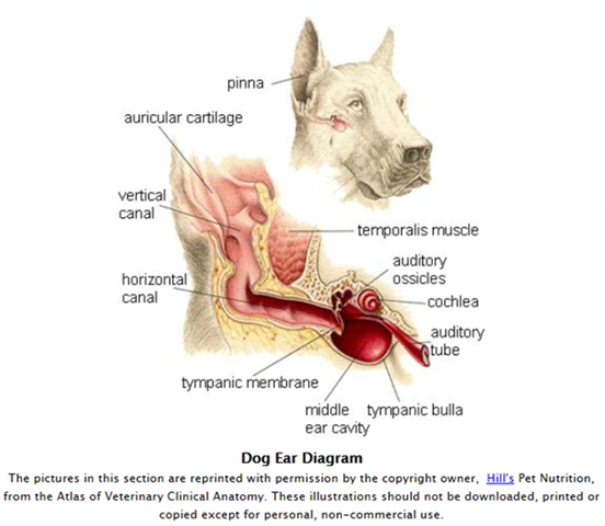 Болячки на ушах у кошки: симптомы заболеваний, методы диагностики и лечения, профилактика + причины появления корочек