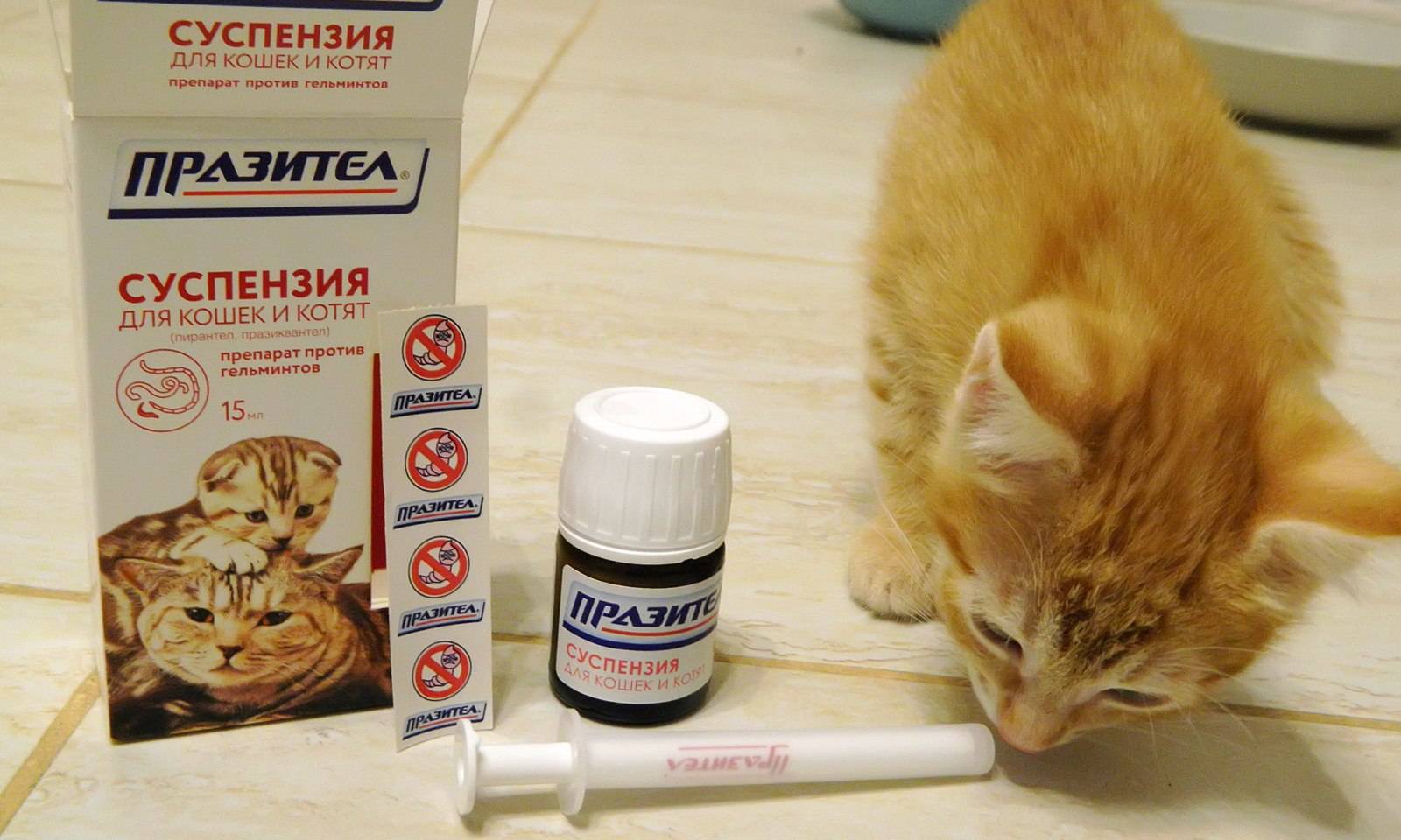 5 причин, как дать коту таблетку от глистов