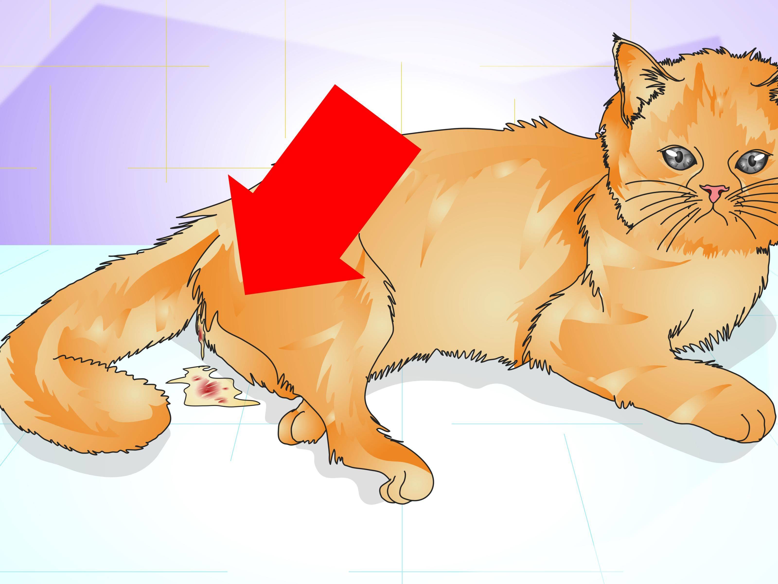 Течка у кошки: что нужно знать хозяину | блог ветклиники "беланта"