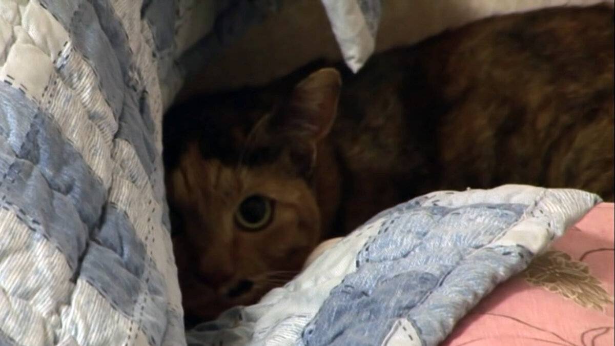 Почему кот прячется в темное место – pet-mir.ru