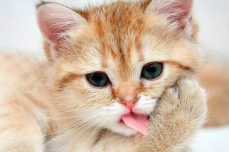 Смена зубов у котят – в каком возрасте и как прорезаются новые?