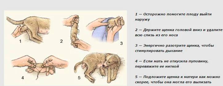 Может ли быть у стерилизованной собаки течка: способы стерилизации, условия возникновения течки, что делать владельцу