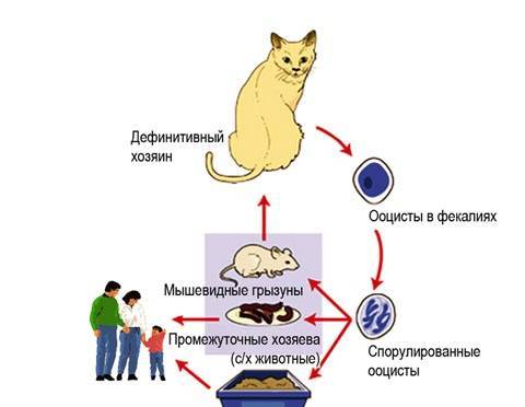 Токсоплазмоз у кошек: чем опасен, симптомы, лечение, профилактика