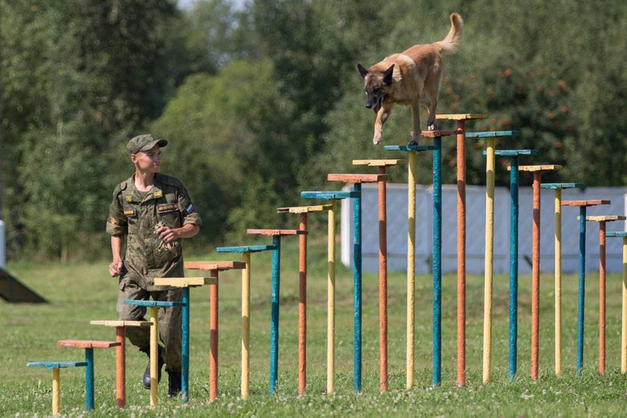 Аджилити для собак: что это такое, по каким правилам проводится, какие породы подходят, какие снаряды используются