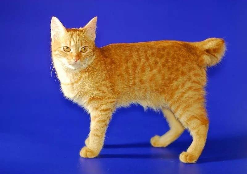 Карельский бобтейл: описание породы, фото кошки, стандарты, уход и питание