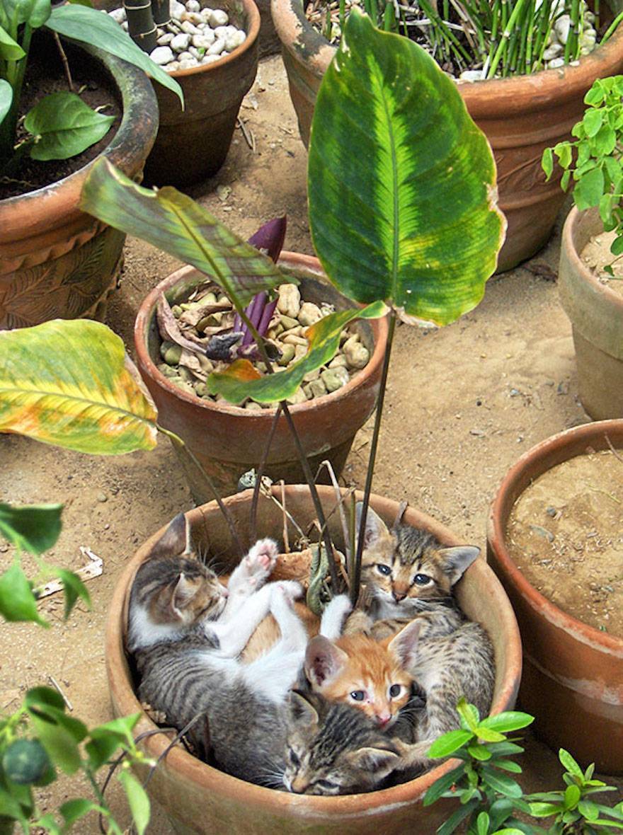 Как отучить кошку лазить в цветочные горшки, копать в них землю и гадить в цветы?