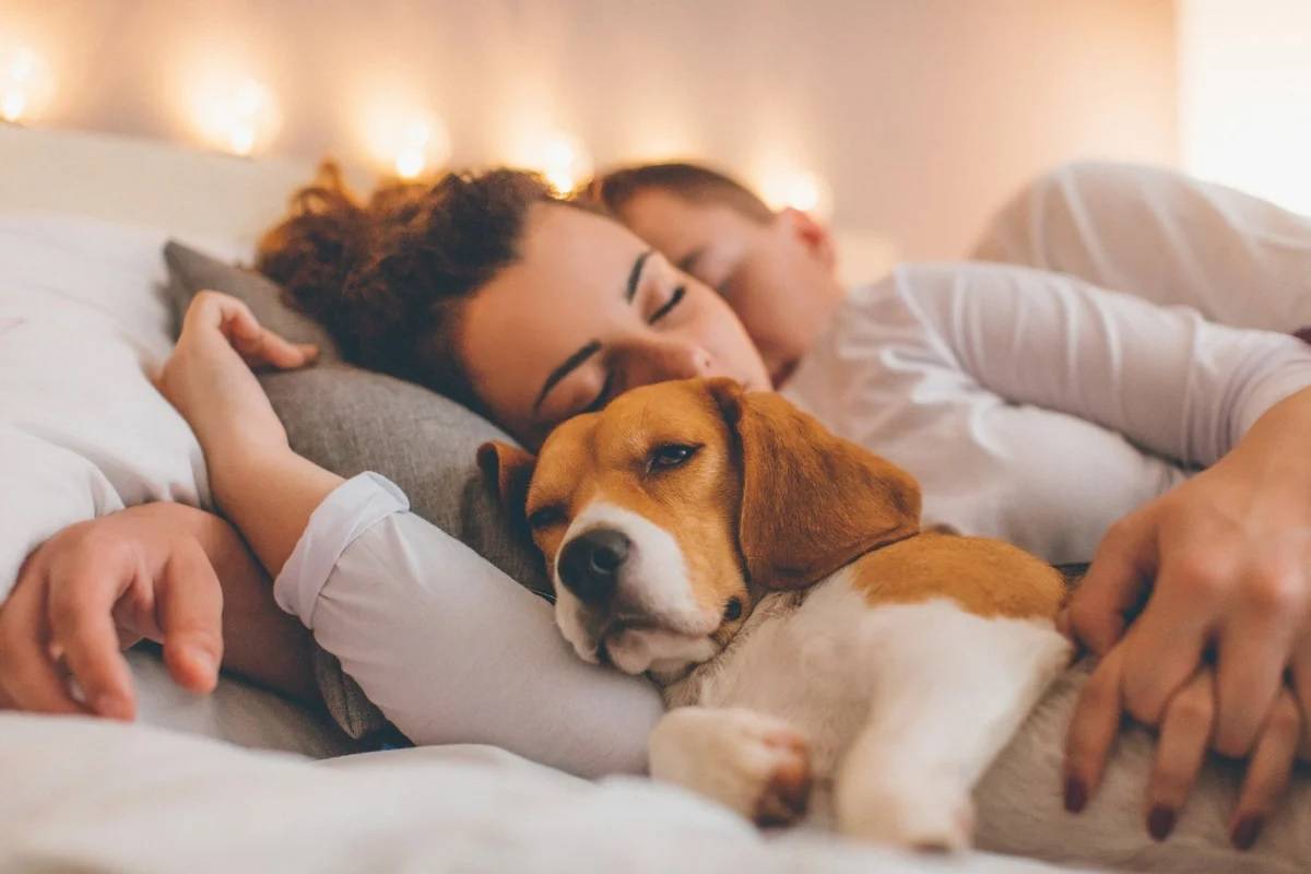 Как отучить собаку от кровати. как отучить собаку спать на кровати с хозяином: самые простые способы