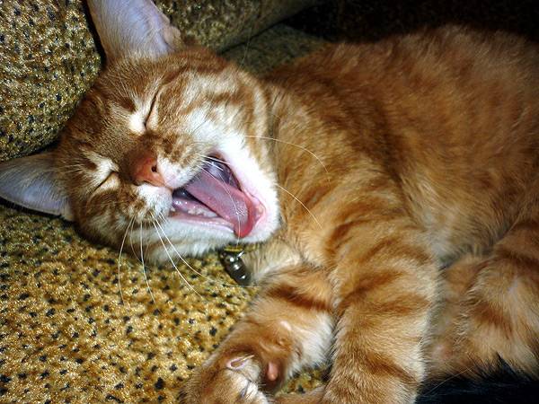 Кот храпит во сне: причины и что делать. почему кошка храпит во сне кот начал храпеть во сне - новая медицина