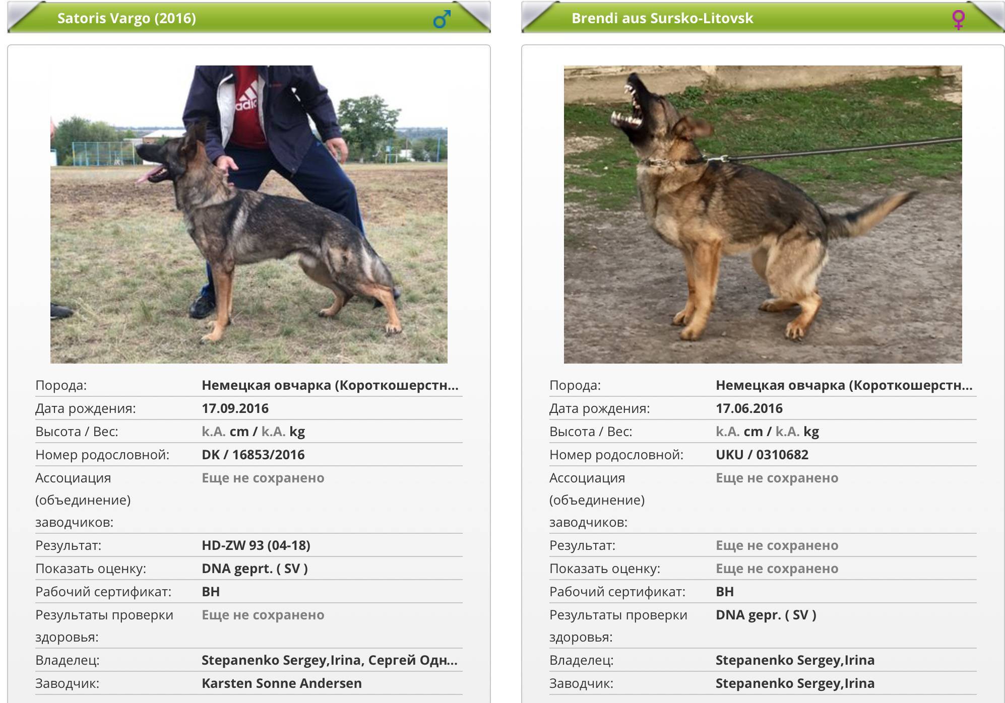 Сколько весит немецкая овчарка взрослая: таблица роста и массы для щенков