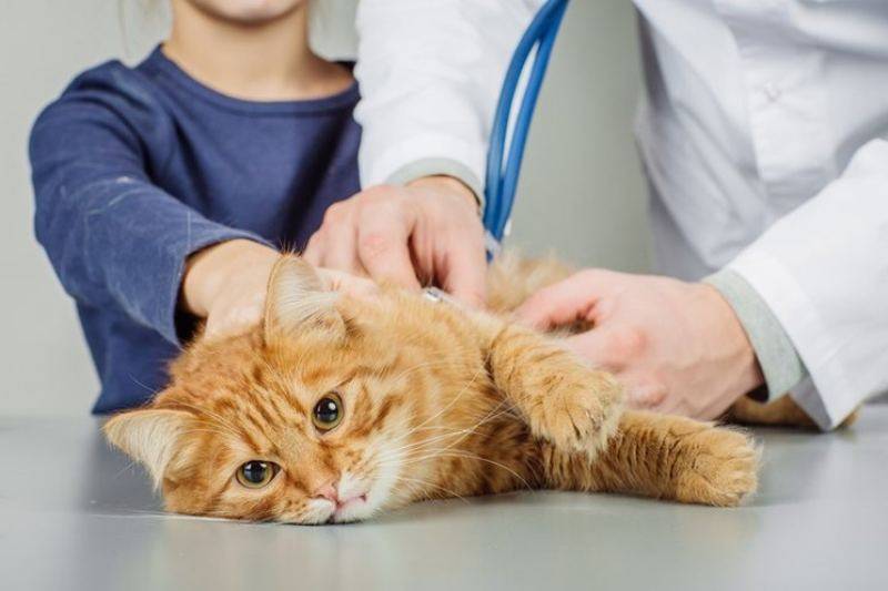 Признаки инсульта у кошек