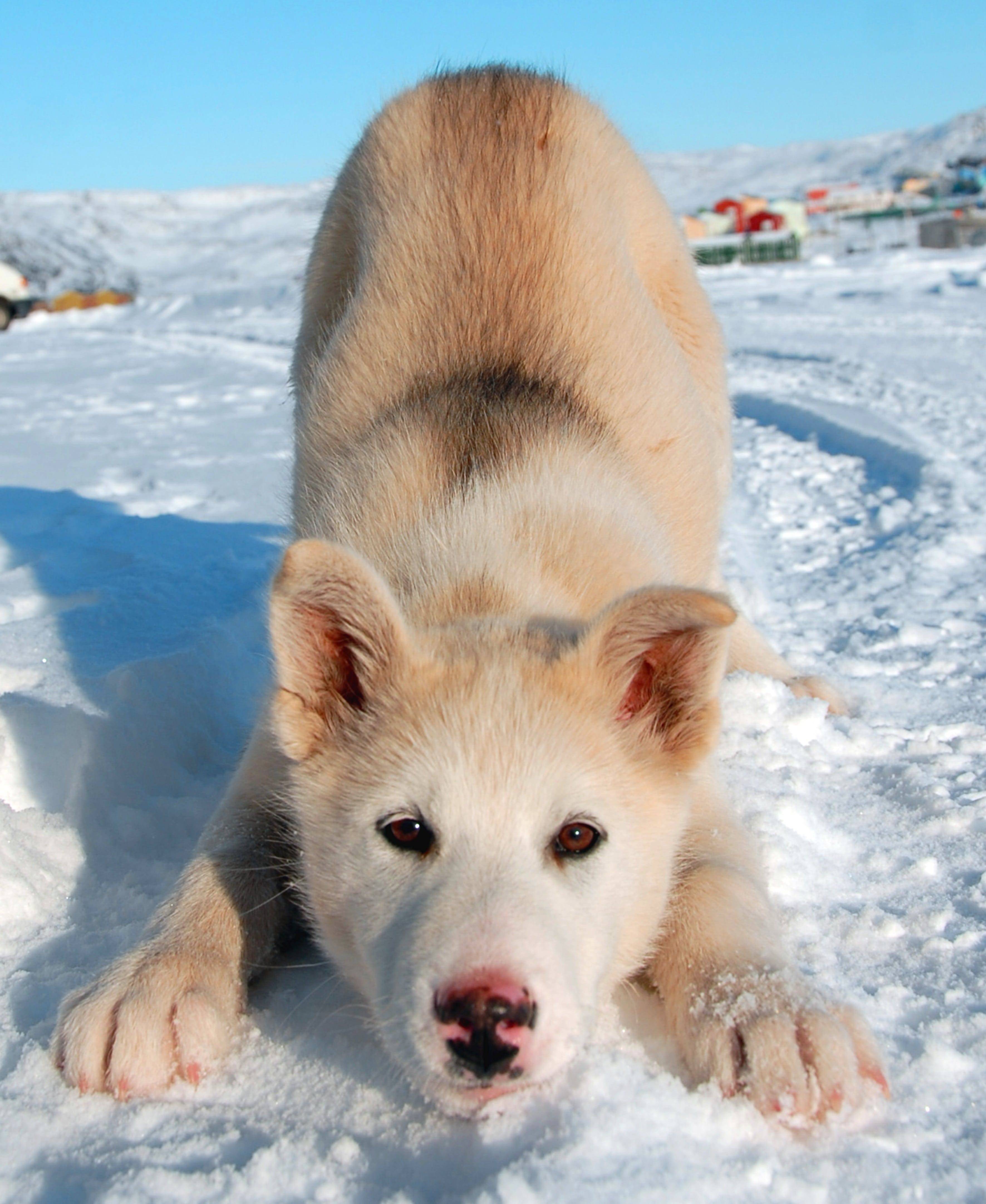 ᐉ гренландская ездовая собака: описание и стандарт породы, характер ездовой собаки - kcc-zoo.ru