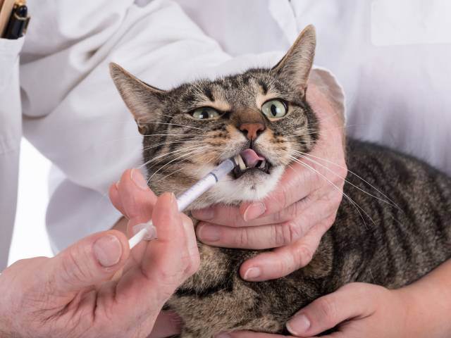Как глистогонить кошку –  способы введения препаратов, советы и рекомендации