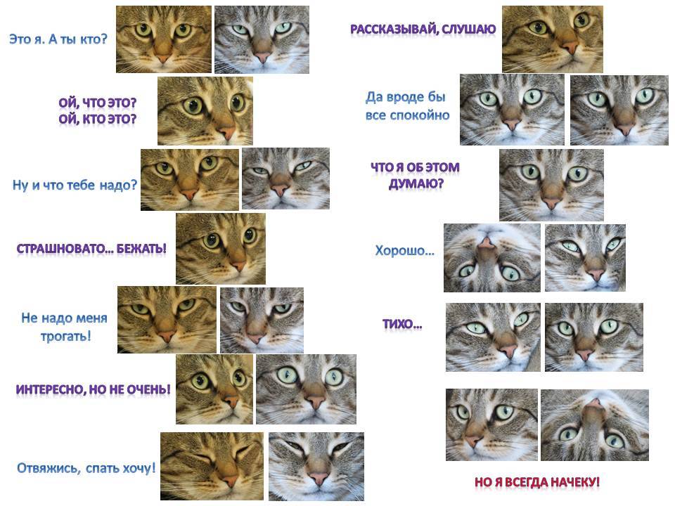 Как определить породу кошки, кота или котенка по фото и отличить породистое животное от обычного?