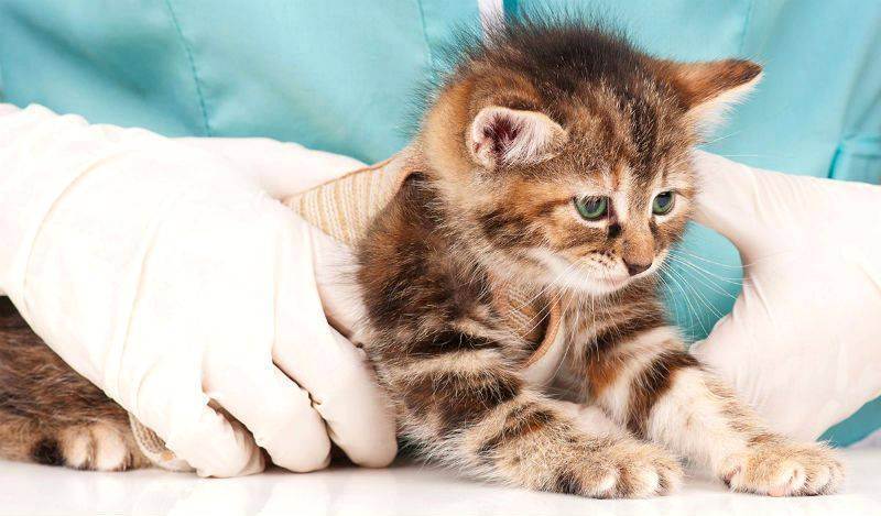 Как быстро вывести глисты у кошек с помощью народных средств