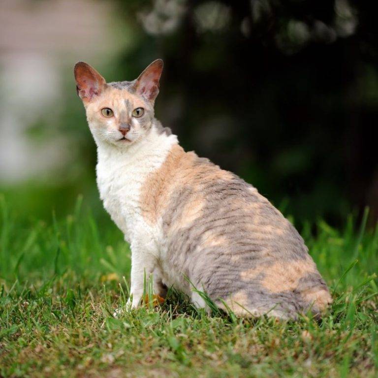 Девон рекс - все о породе от а до я. топ-100 фото красивой кошки, отзывы, характер, содержание, интересные факты