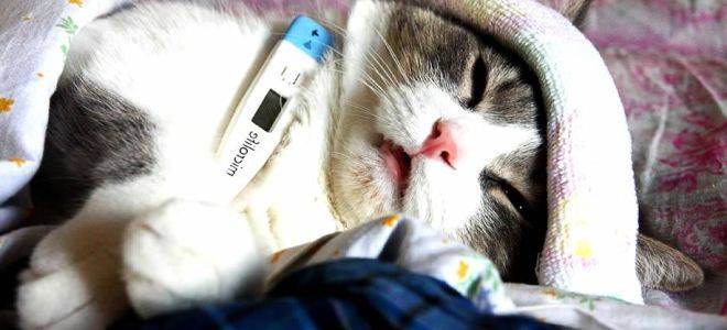 Могут ли кошки подхватить простуду или заболеть гриппом | hill's