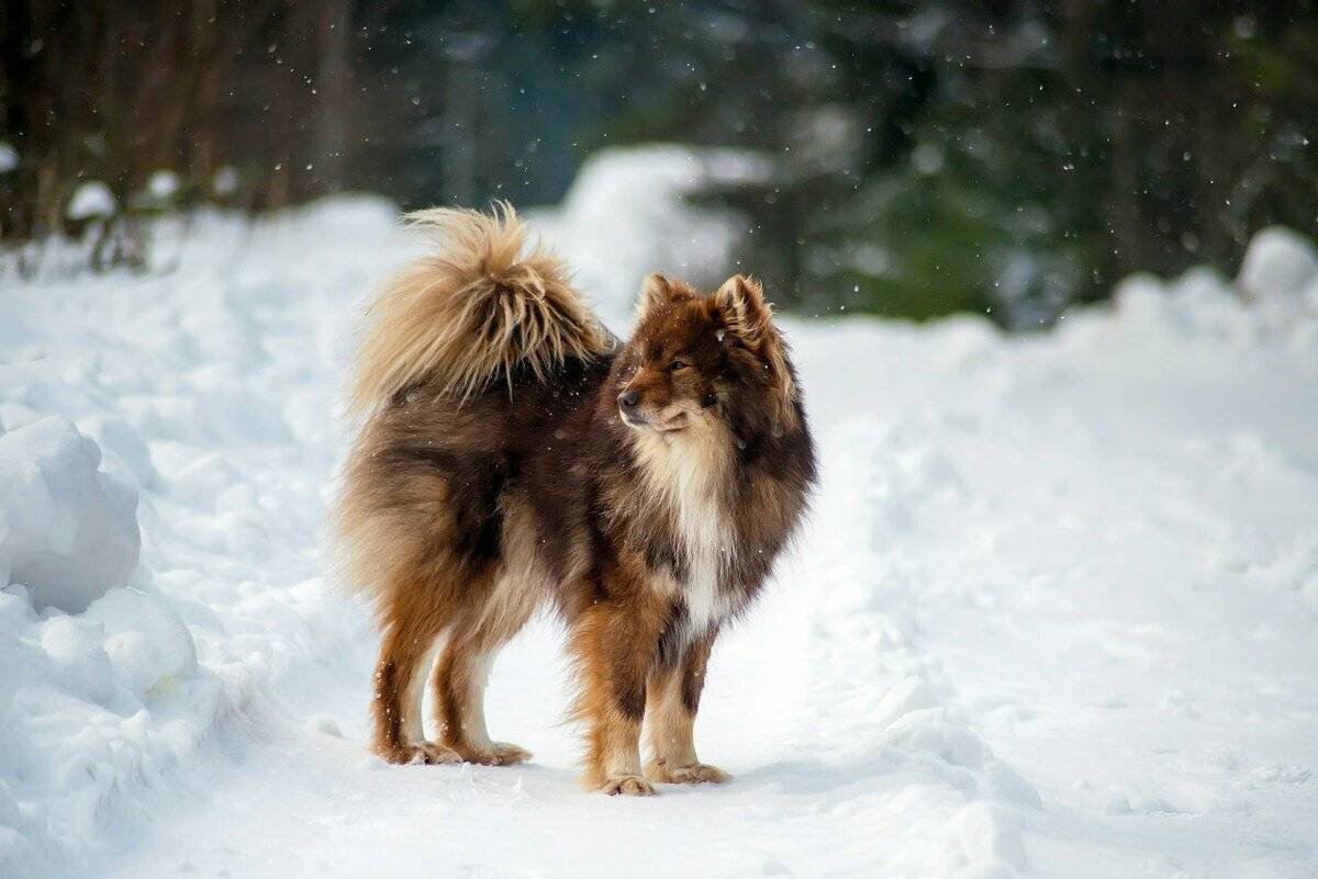 Ненецкая лайка (оленегонная): описание породы собак с фото и видео