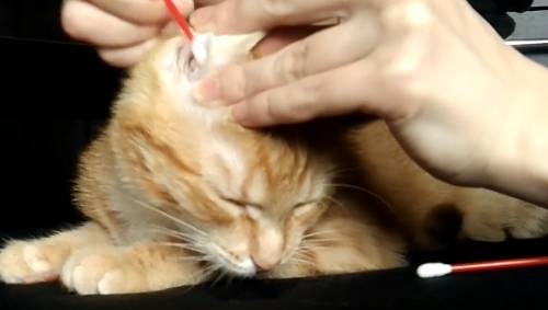 Как почистить уши кошке в домашних условиях: советы и инструкция