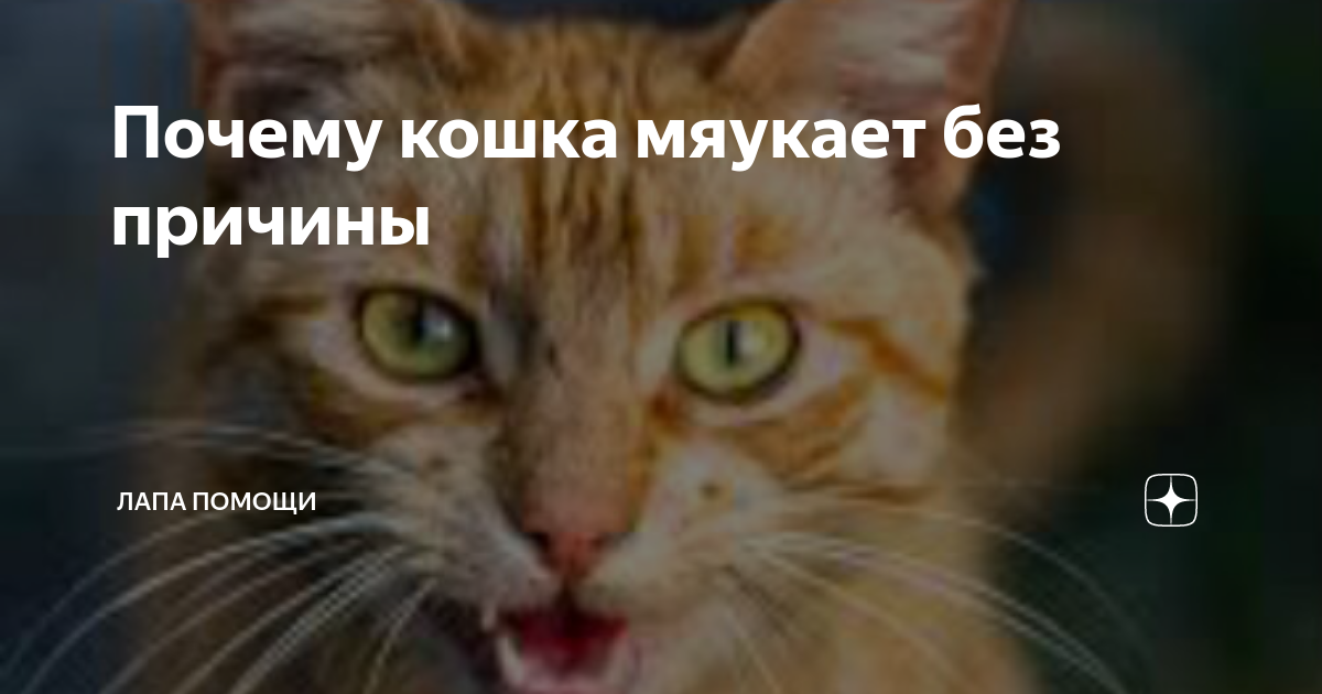 Почему кот не мяукает. Кот ходит и мяукает без причины. Котенок мяукает. Почему кот мяукает без причины. Зачем коты мяукают.