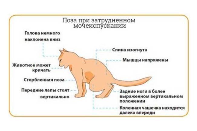 Пиометра у кошек симптомы и лечение