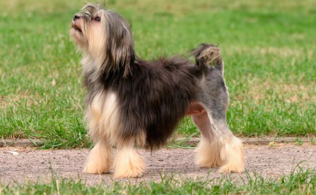 Бишон фризе (французская болонка) — фото, описание породы, особенности собаки