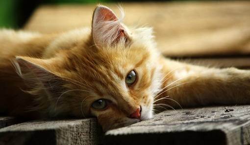 Как назвать рыжего кота и кошку? список оригинальных и красивых имен для котят-мальчиков и девочек рыжего цвета
