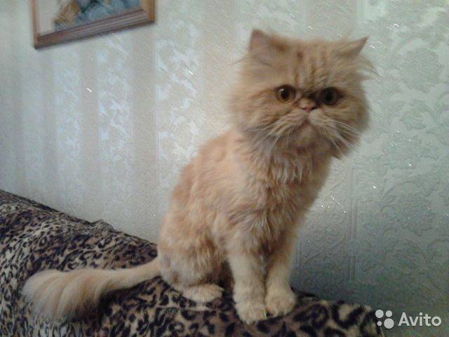 Сколько живут персидские. Сколько живут персы в домашних условиях. Кот перс Продолжительность жизни. Персидский кот сколько живут. Сколько стоит настоящая Живая Персидская кошка.